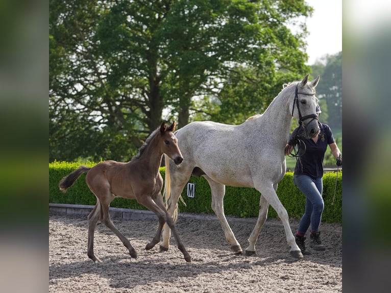 Oldenburg Mare 12 years 16 hh Gray-Fleabitten in yorkshire