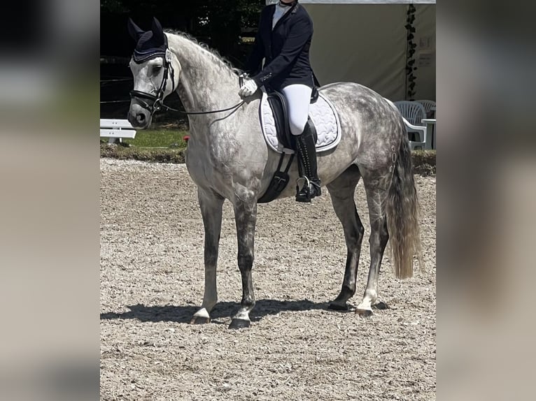 Oldenburg Mare 12 years 16 hh Grey in Schlangen