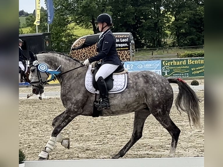 Oldenburg Mare 12 years 16 hh Grey in Schlangen