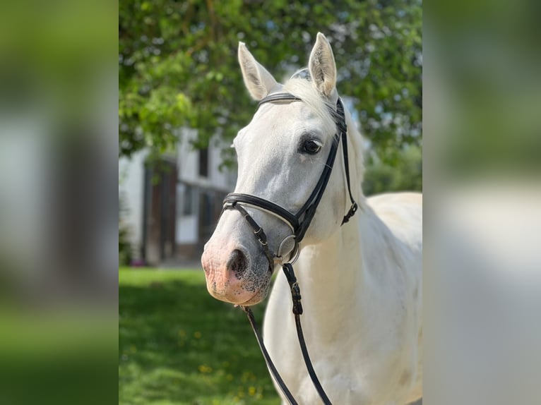 Oldenburg Mare 12 years 16 hh Grey in Lahnau
