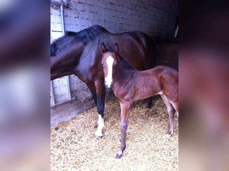 Oldenburg Mare 12 years 16,1 hh Bay-Dark in Steinhagen