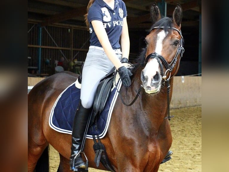 Oldenburg Mare 12 years 16,1 hh Bay-Dark in Steinhagen
