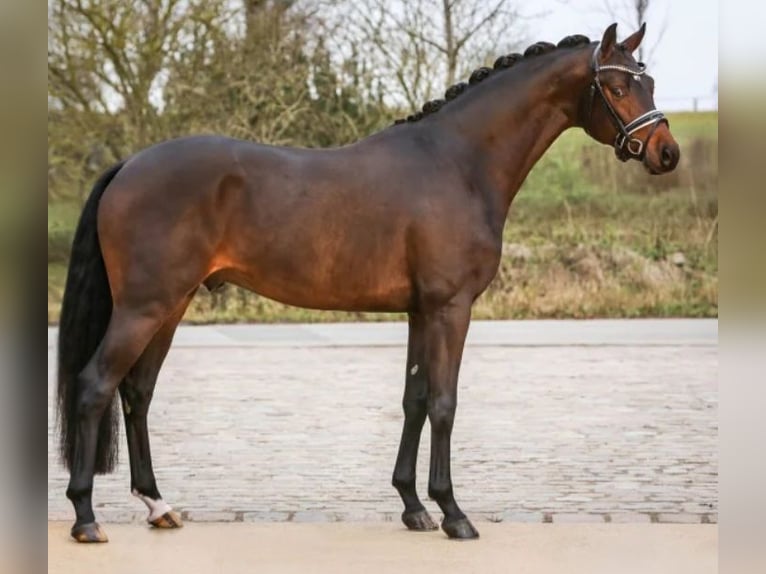 Oldenburg Mare 12 years 16,1 hh Brown in Cappeln (Oldenburg)