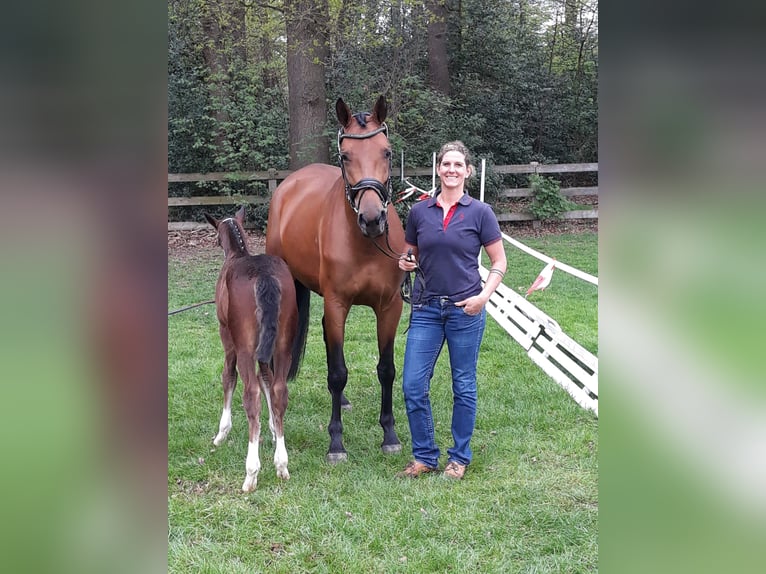 Oldenburg Mare 12 years 16,1 hh Brown in Cappeln (Oldenburg)