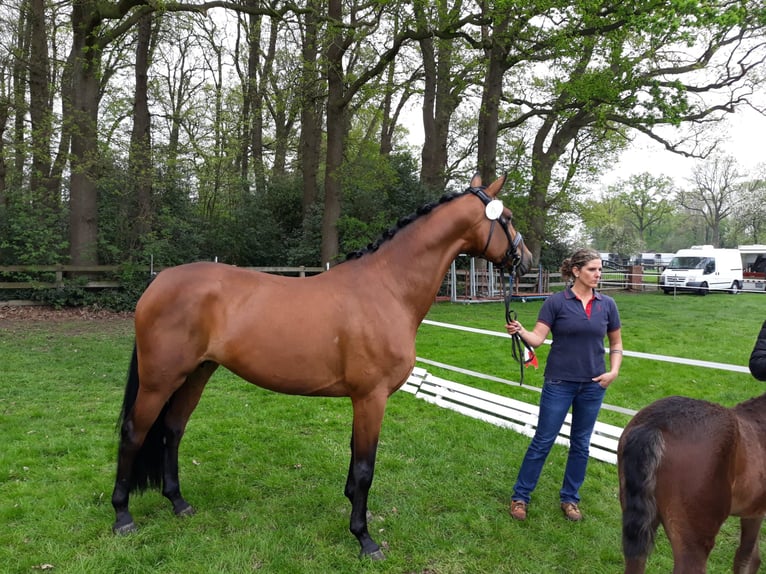 Oldenburg Mare 12 years 16,1 hh Brown in Cappeln (Oldenburg)