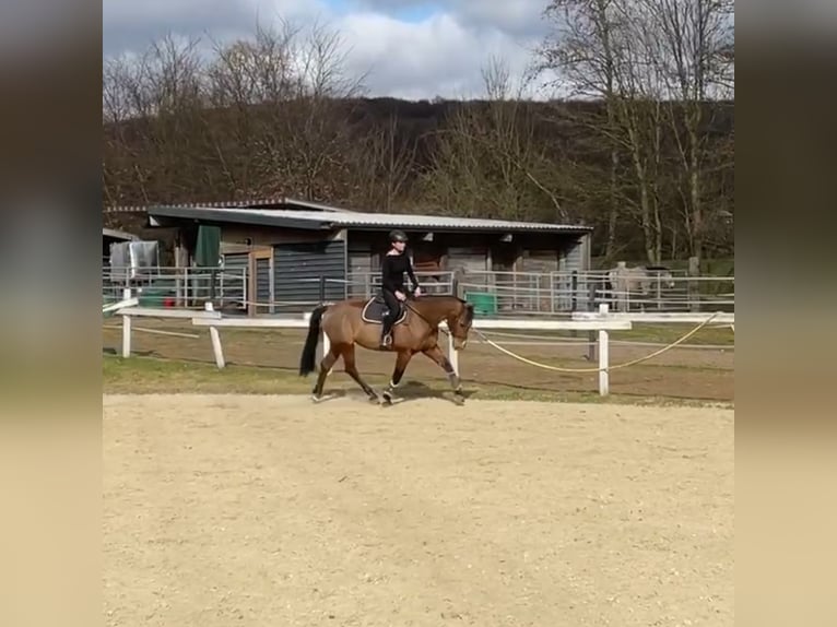 Oldenburg Mare 12 years 16,1 hh Brown in Osnabr&#xFC;ck