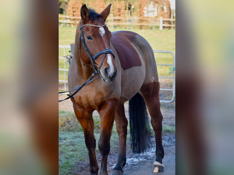 Oldenburg Mare 12 years 16,1 hh Brown in Osnabr&#xFC;ck