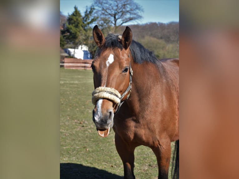Oldenburg Mare 12 years 16,1 hh Brown in Osnabr&#xFC;ck