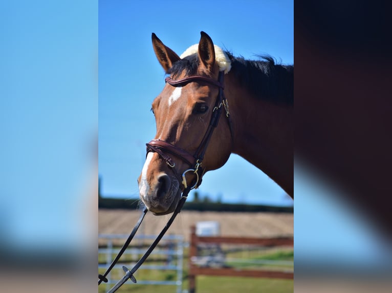 Oldenburg Mare 12 years 16,1 hh Brown in Osnabr&#xFC;ck