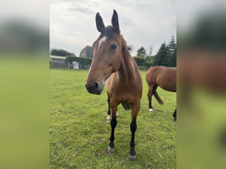 Oldenburg Mare 12 years 16,1 hh Brown-Light in Lütjenburg Oldenburg Mare 12 years 16,1 hh Brown-Light in Lütjenburg