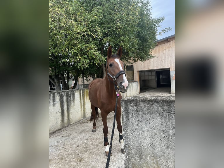 Oldenburg Mare 12 years 16,1 hh Chestnut in Neuenburg am Rhein/Grissheim