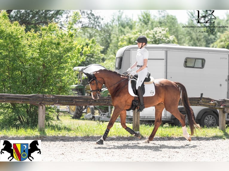 Oldenburg Mare 12 years 16,1 hh Chestnut in Neuenburg am Rhein/Grissheim