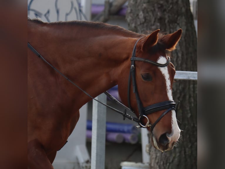 Oldenburg Mare 12 years 16,1 hh Chestnut in Neuenburg am Rhein/Grissheim