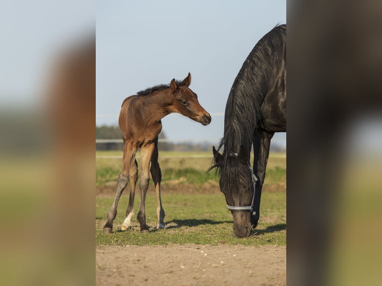 Oldenburg Mare 12 years 16,1 hh Smoky-Black in Bergen