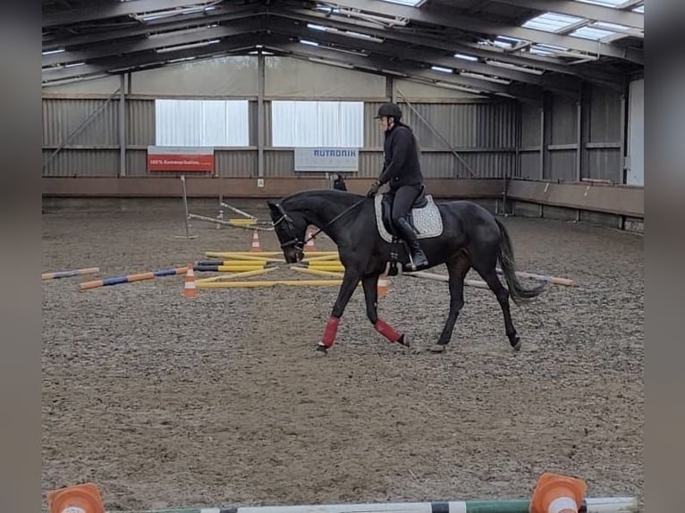 Oldenburg Mare 12 years 16,1 hh Smoky-Black in Malsch