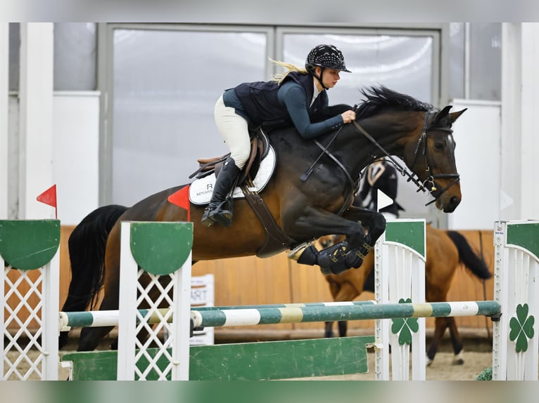 Oldenburg Mare 12 years 16,2 hh Bay in Balatonkenese