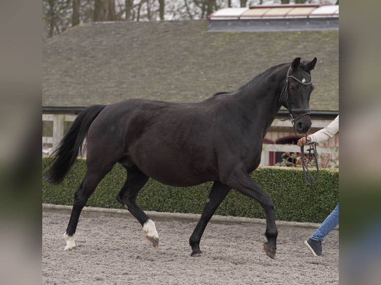 Oldenburg Mare 12 years 16,2 hh Black in yorkshire