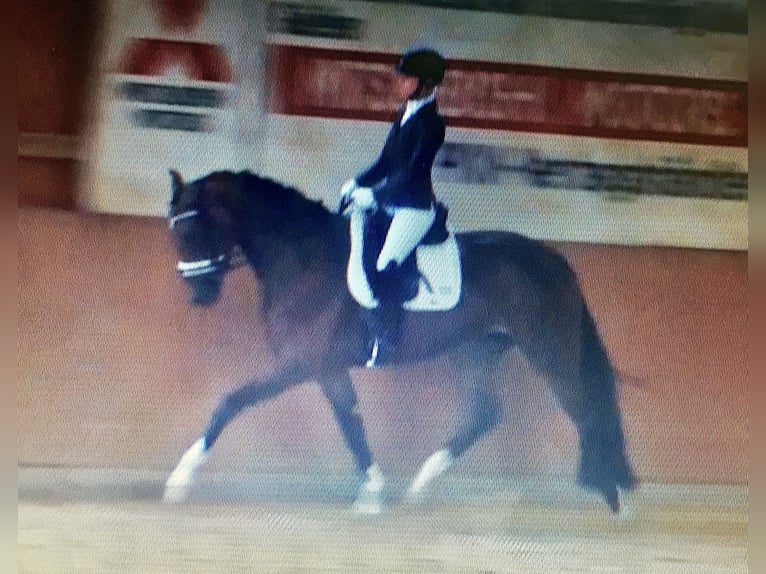 Oldenburg Mare 12 years 16,2 hh Brown in Vechta