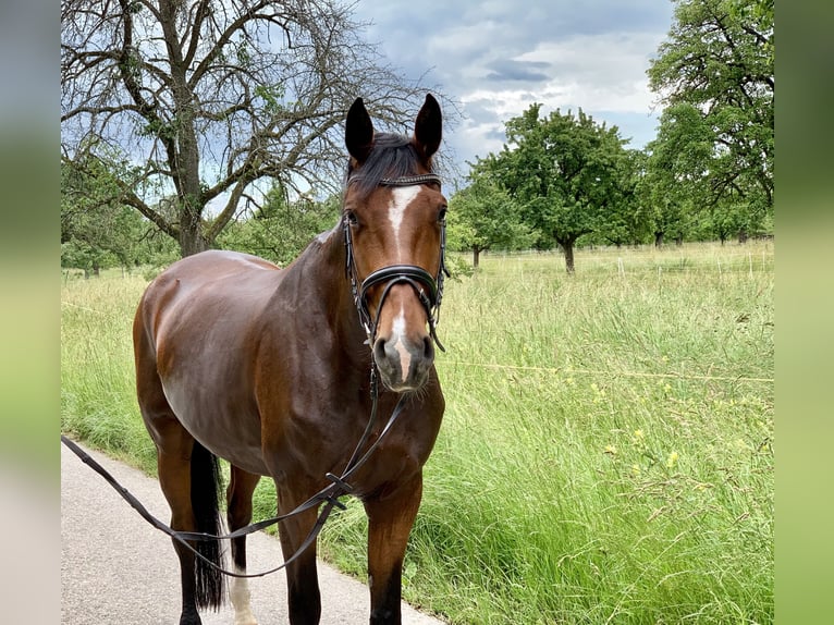 Oldenburg Mare 12 years 16,2 hh Brown in Singen