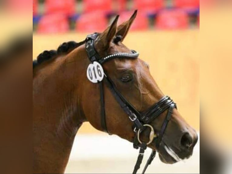 Oldenburg Mare 12 years 16,2 hh Brown in Cappeln (Oldenburg)
