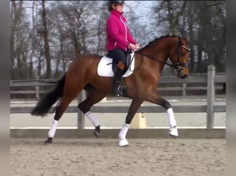 Oldenburg Mare 12 years 16,2 hh Brown in Cappeln (Oldenburg)