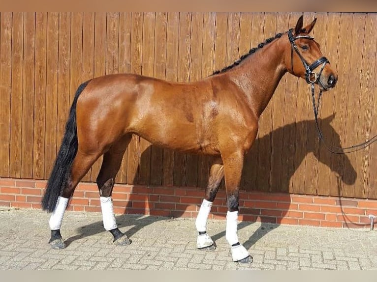 Oldenburg Mare 12 years 16,2 hh Brown in Cappeln (Oldenburg)