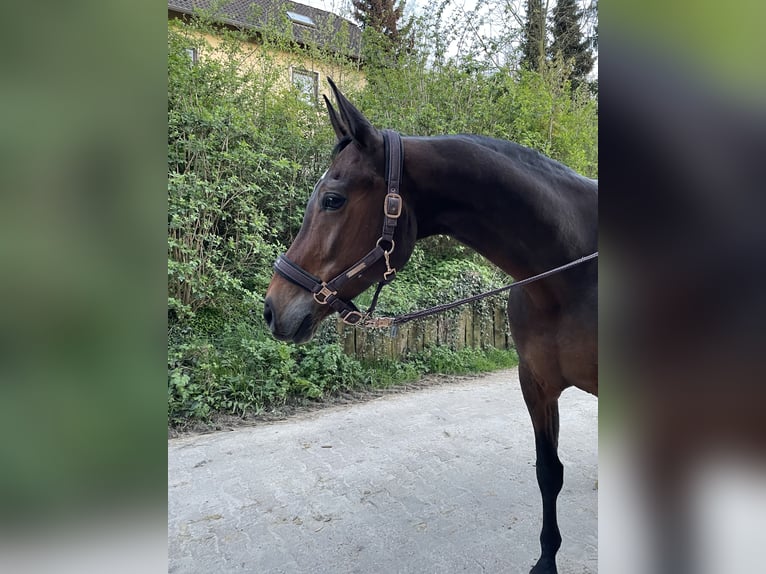 Oldenburg Mare 12 years 16,3 hh Bay-Dark in Bochum