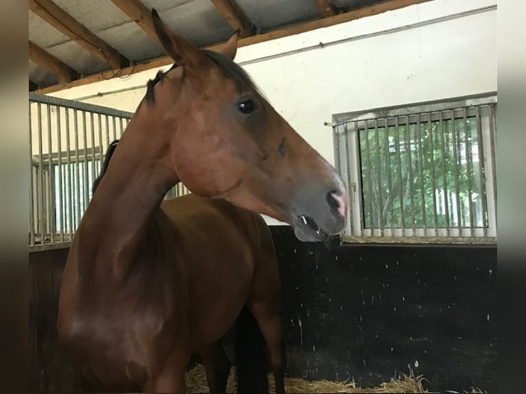 Oldenburg Mare 12 years 16,3 hh Brown in Wanfried