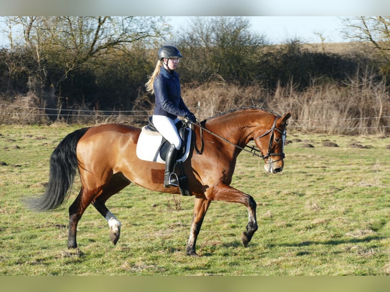 Oldenburg Mare 12 years 16,3 hh Brown in Ganschow