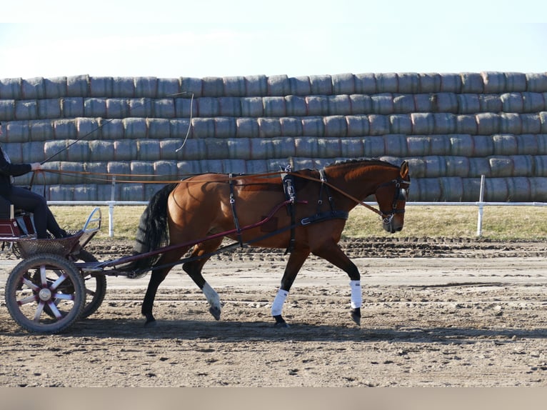 Oldenburg Mare 12 years 16,3 hh Brown in Ganschow