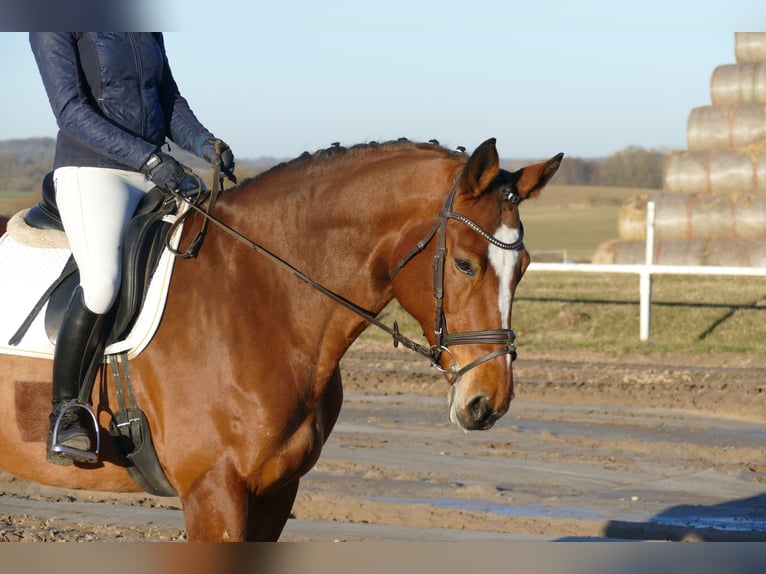 Oldenburg Mare 12 years 16,3 hh Brown in Ganschow