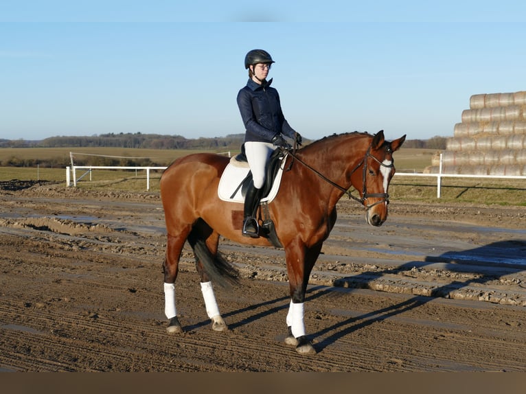Oldenburg Mare 12 years 16,3 hh Brown in Ganschow