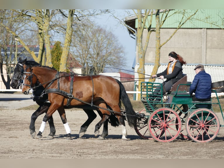 Oldenburg Mare 12 years 16,3 hh Brown in Ganschow