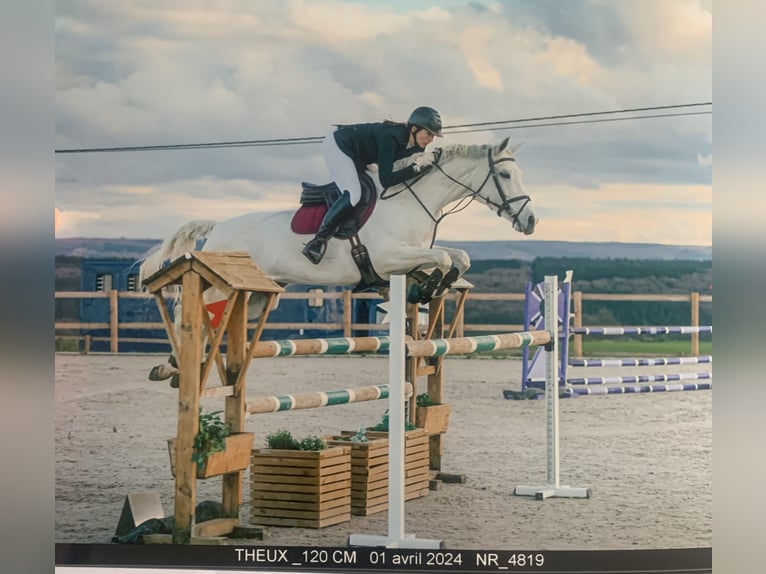 Oldenburg Mare 12 years 16,3 hh Gray in Theux