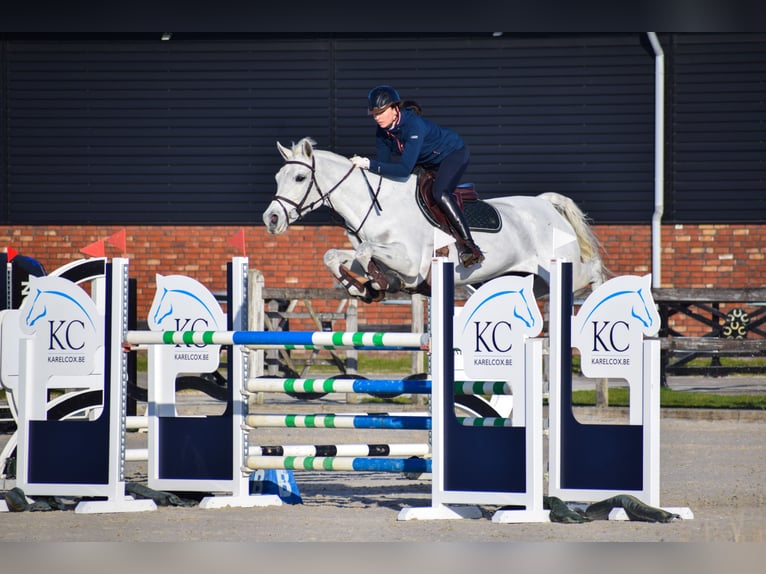 Oldenburg Mare 12 years 16,3 hh Gray in Theux