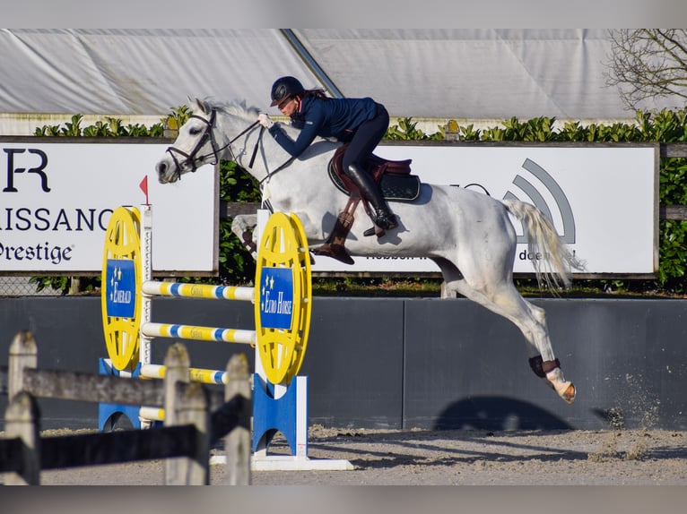 Oldenburg Mare 12 years 16,3 hh Gray in Theux