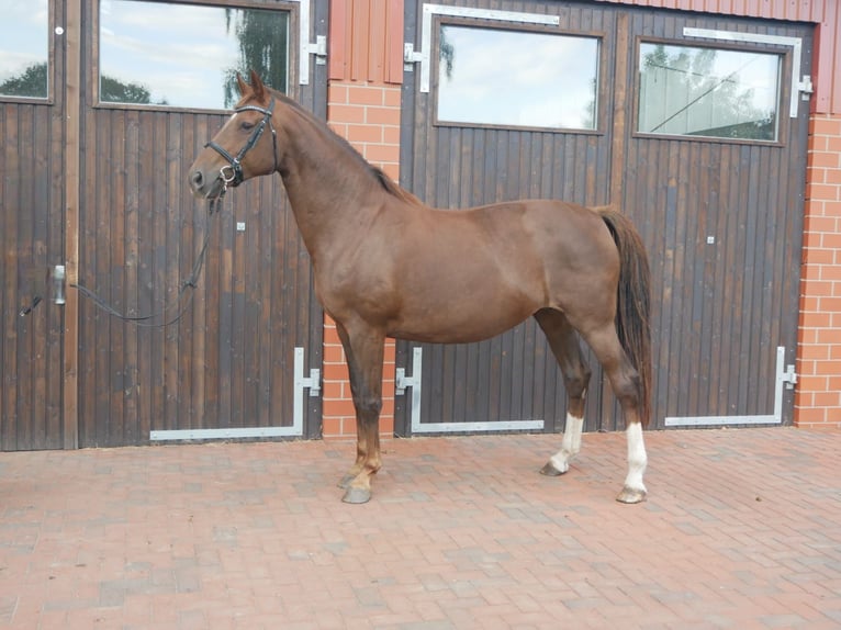 Oldenburg Mare 12 years 17 hh Chestnut in D&#xF6;tlingen-Geveshausen