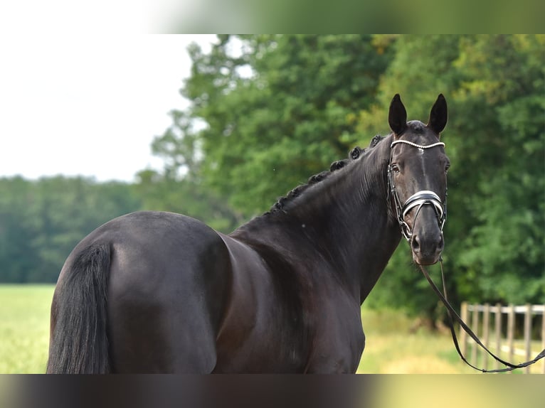 Oldenburg Mare 12 years 17 hh Smoky-Black in Jürgenshagen