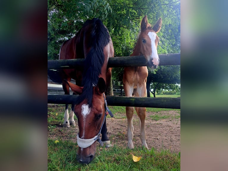 Oldenburg Mare 12 years 17,1 hh Brown in Emmerich