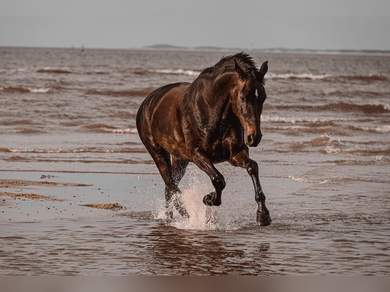 Oldenburg Mare 12 years 18 hh Smoky-Black in Waltrop