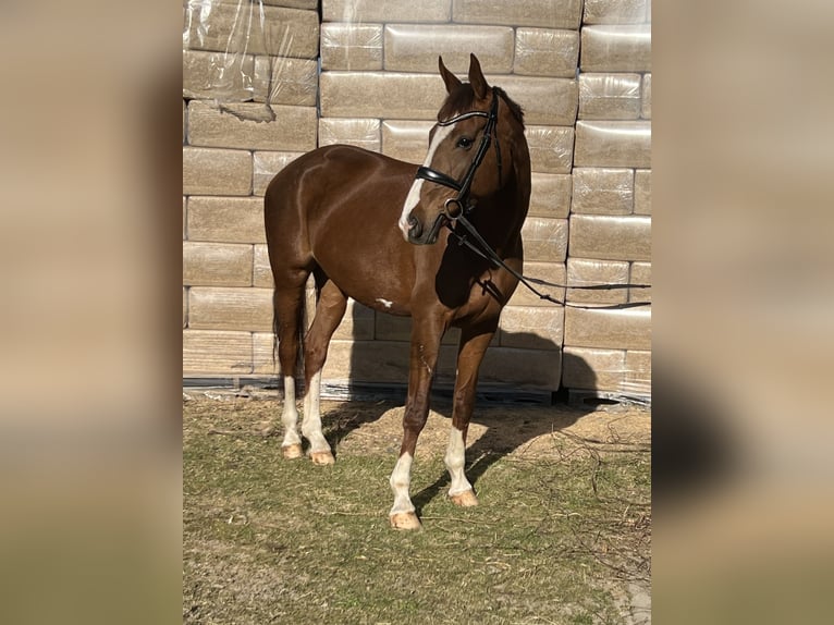 Oldenburg Mare 12 years Brown in GROTE BROGEL