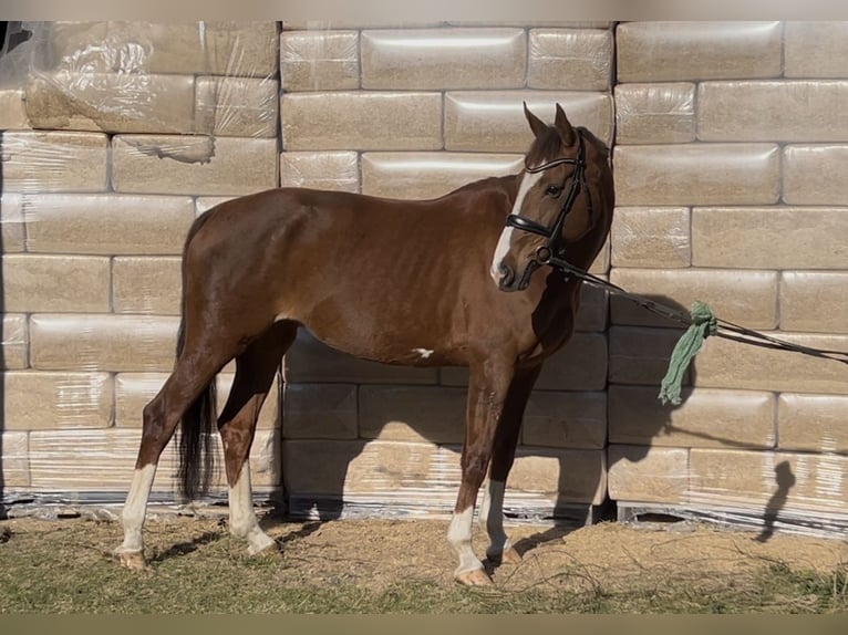 Oldenburg Mare 12 years Brown in GROTE BROGEL