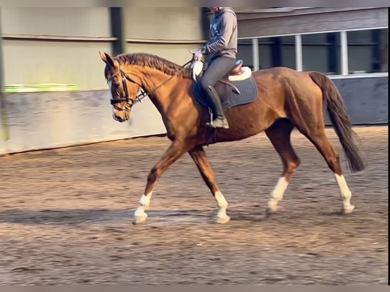 Oldenburg Mare 12 years Brown in GROTE BROGEL