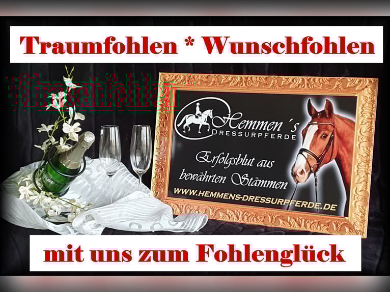 Oldenburg Mare 12 years in Löningen