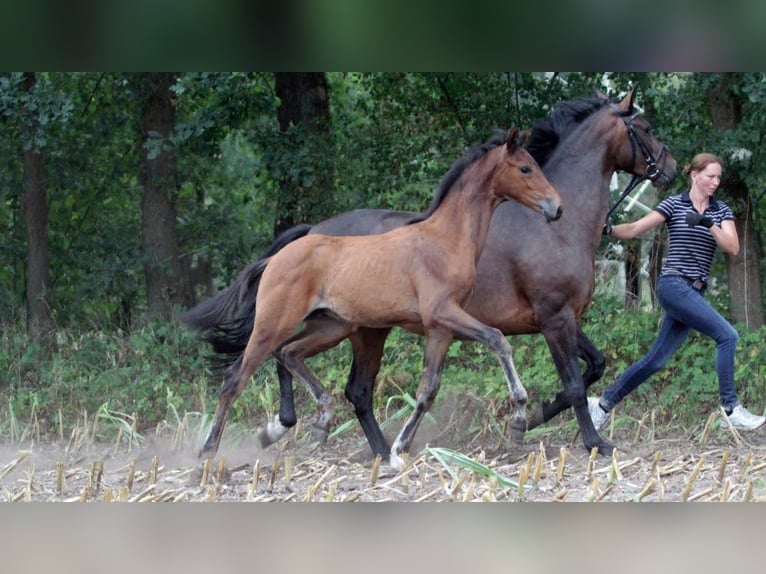 Oldenburg Mare 12 years in Dorsten