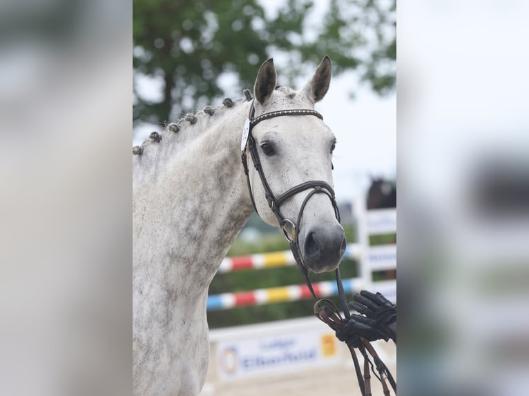 Oldenburg Mare 12 years Grey in Lemwerder
