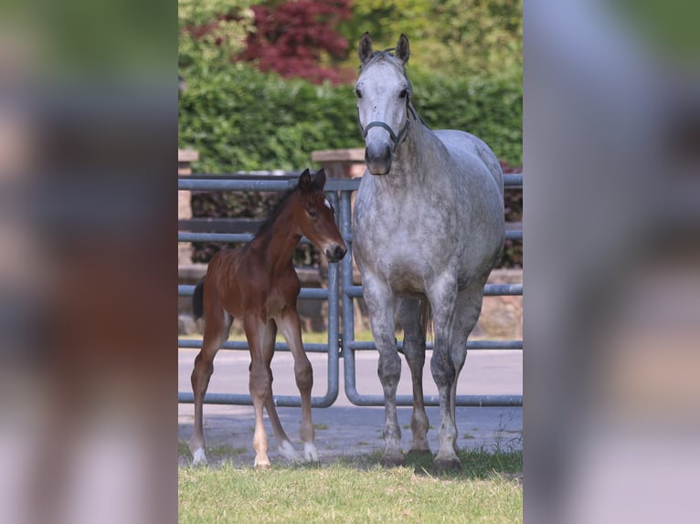 Oldenburg Mare 12 years Grey in Lemwerder