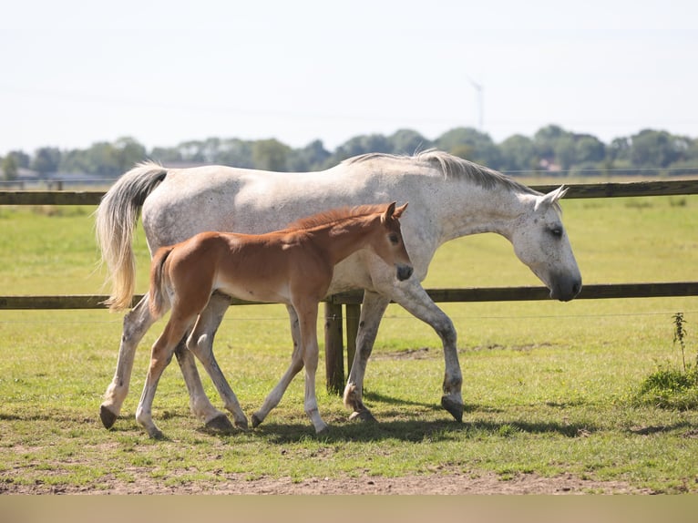 Oldenburg Mare 12 years Grey in Lemwerder