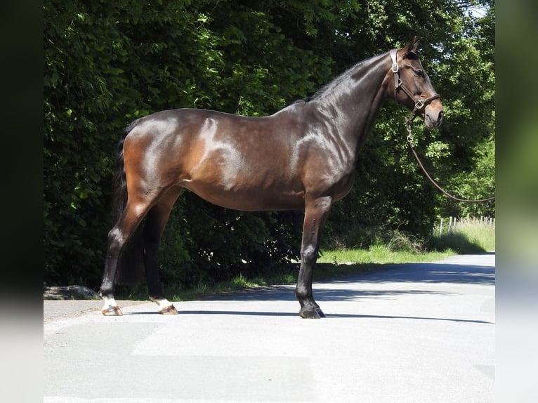 Oldenburg Mare 13 years 15.2 hh Bay-Dark in Verl