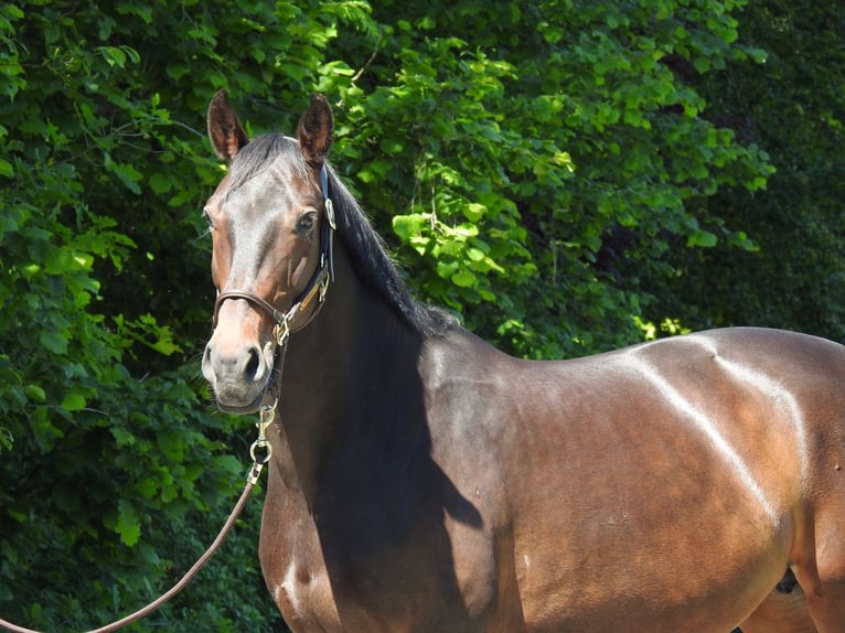 Oldenburg Mare 13 years 15.2 hh Bay-Dark in Verl